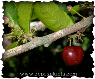 Pesticide Free FREE SHIPPING!! 1 Plant Barbados Acerola Cherry Tree Plant 