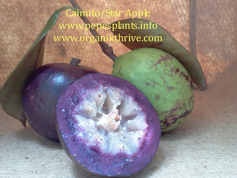 Buy CAIMITO - STAR APPLE Fruit Trees for sale - pepesplants.com