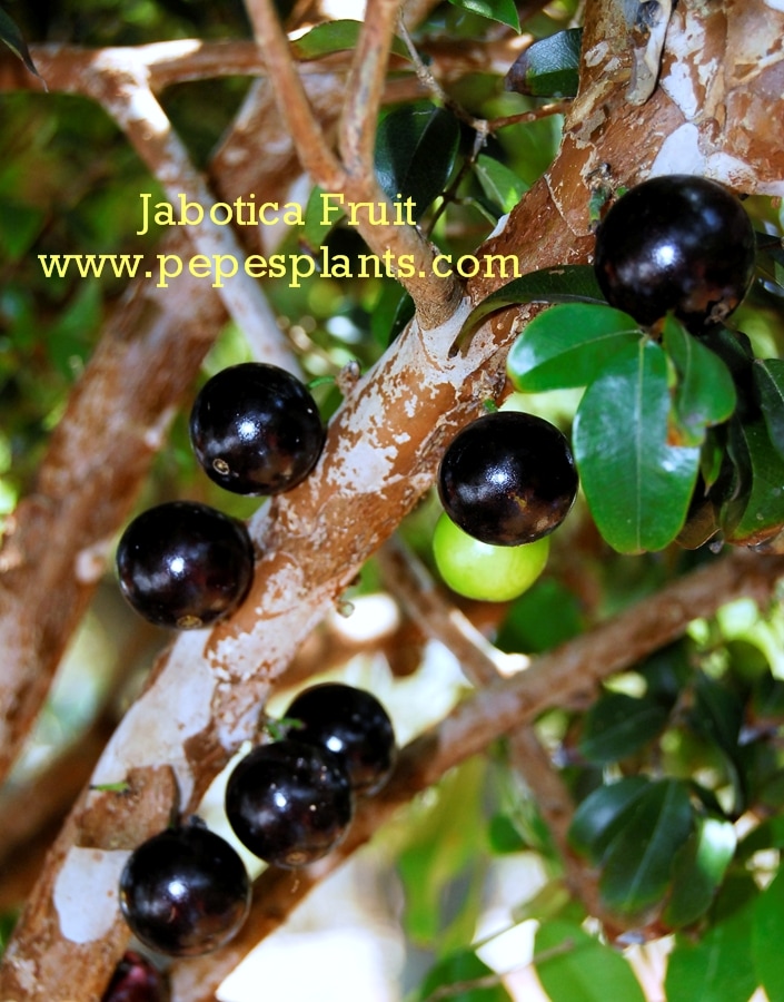 Jaboticaba Marciaria Brazilian Grape Tropical Fruit tree 