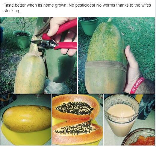 SEEDS Self-pollinating Dwarf Papaya Tree “TR Hovey” Carica papaya Easy Grow!